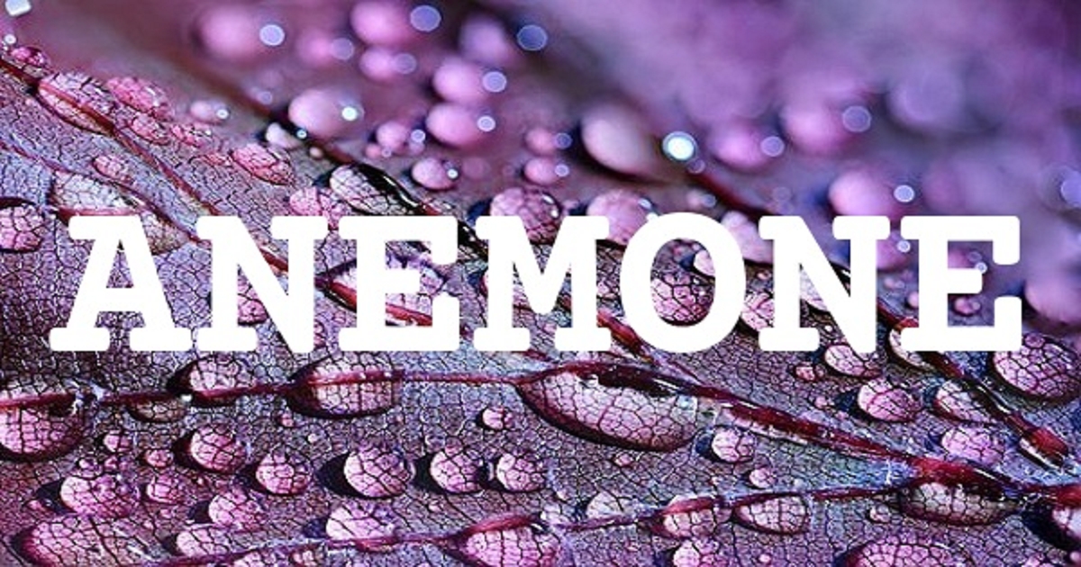 ANEMONE 英文名字意義