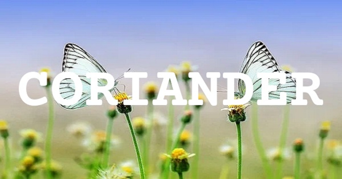 CORIANDER 英文名字意義
