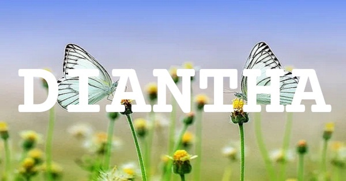 DIANTHA 英文名字意義