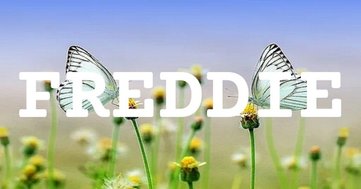 FREDDIE 英文名字意義