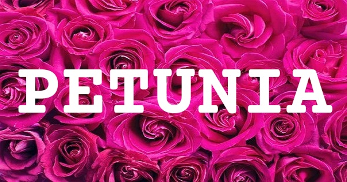 PETUNIA 英文名字意義