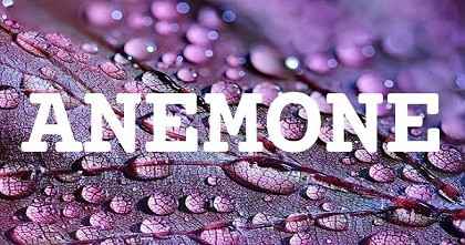 ANEMONE英文名字意義