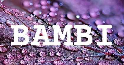 BAMBI英文名字意義