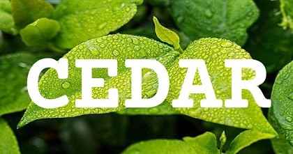 CEDAR英文名字意義