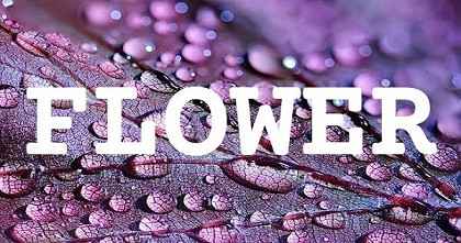 FLOWER英文名字意義