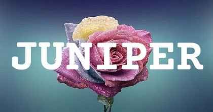 JUNIPER英文名字意義