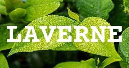LAVERNE英文名字意義