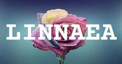 LINNAEA英文名字意義