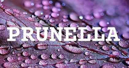 PRUNELLA英文名字意義